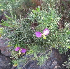 Polygala lasiosepala