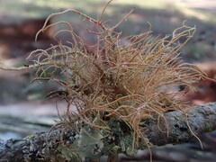 Usnea rubicunda