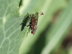 Anthomyia punctipennis