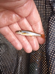 Phenacobius mirabilis