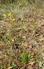 Xyris brevifolia