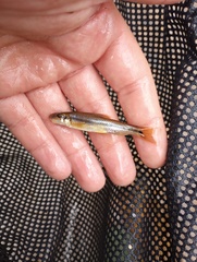 Phenacobius mirabilis