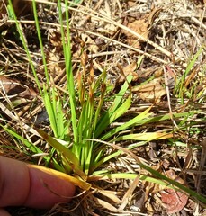 Xyris brevifolia