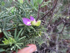 Polygala lasiosepala