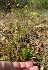 Xyris brevifolia