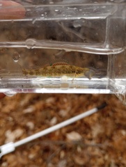 Etheostoma lynceum