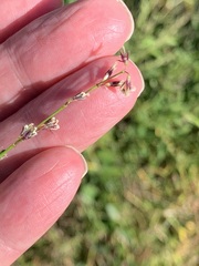 Alysicarpus ovalifolius