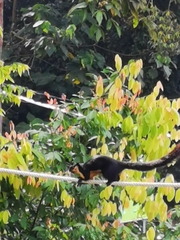 Ratufa bicolor