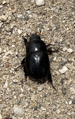 Heteronychus arator