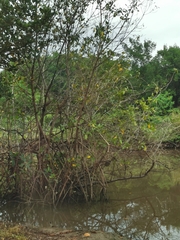 Laguncularia racemosa