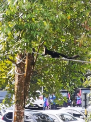 Ratufa bicolor