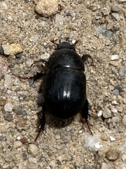 Heteronychus arator