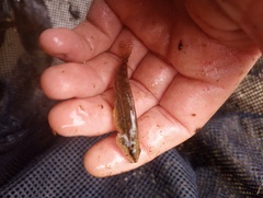 Etheostoma pyrrhogaster