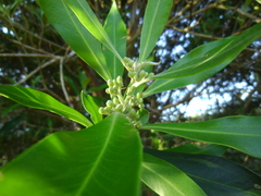 Tristaniopsis laurina