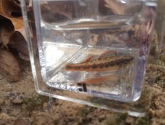 Etheostoma pyrrhogaster