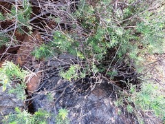 Polygala lasiosepala