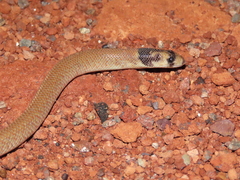 Pygopus nigriceps