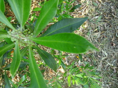 Tristaniopsis laurina