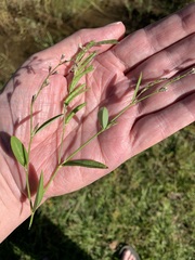 Alysicarpus ovalifolius