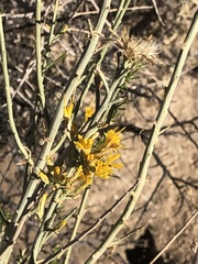 Ericameria paniculata