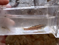 Etheostoma zonistium