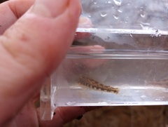 Etheostoma zonistium