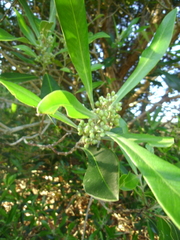 Tristaniopsis laurina