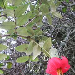 Mutisia clematis