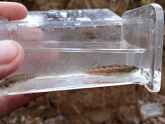 Etheostoma zonistium