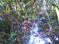 Tristaniopsis laurina