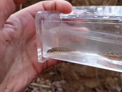 Etheostoma zonistium