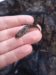 Etheostoma histrio