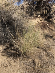 Ericameria paniculata