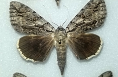 Catocala retecta