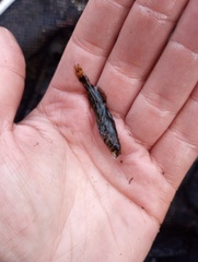 Etheostoma histrio