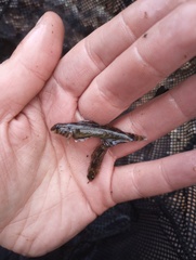 Etheostoma histrio