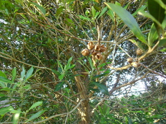 Tristaniopsis laurina