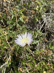 Plectocephalus chilensis