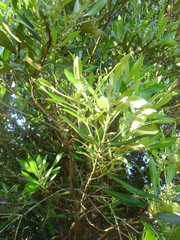 Tristaniopsis laurina