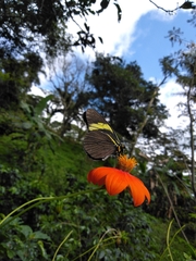 Pereute charops charops