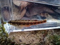 Etheostoma pyrrhogaster