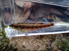 Etheostoma pyrrhogaster