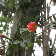 Passiflora mixta