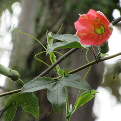 Passiflora mixta