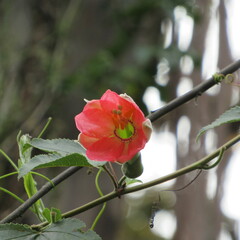 Passiflora mixta