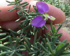 Polygala lasiosepala