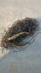 Zosteraceae