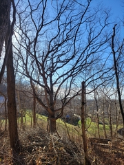 Quercus muehlenbergii