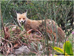 Vulpes vulpes barbara