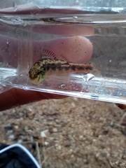 Etheostoma pyrrhogaster